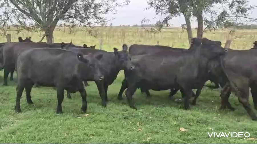 Lote 25 Vaquillonas C/ gtia de preñez