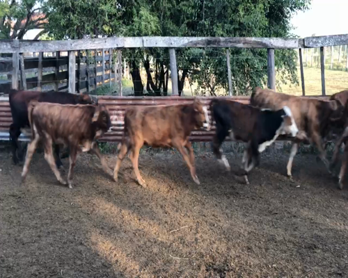 Lote 115 Terneros/as en Col. Pastoril, Formosa