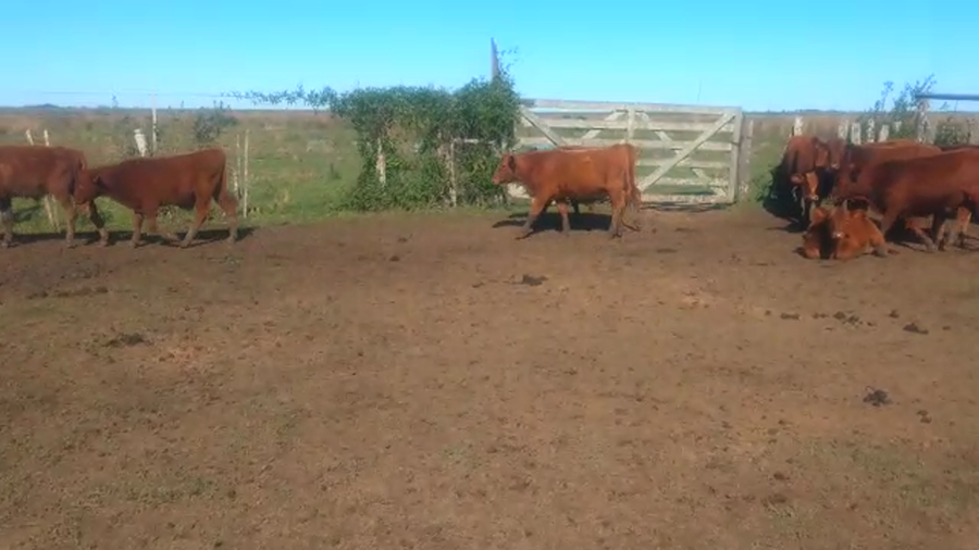 Lote 160 Terneros/as en Ituzaingó, Corrientes