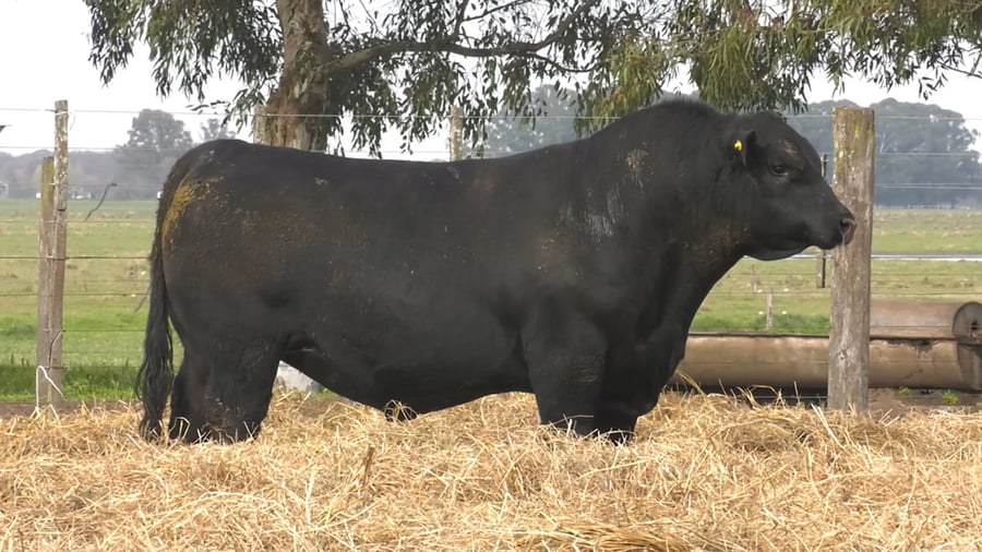 Lote TOROS PUROS POR CRUZA