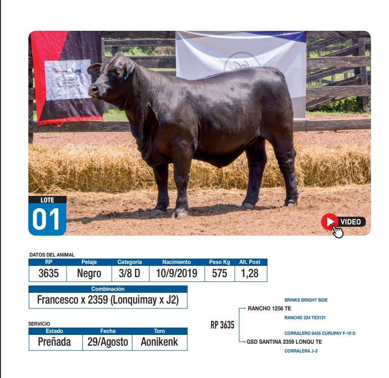 Lote Francesco x 2359 (Lonquimay x J2)