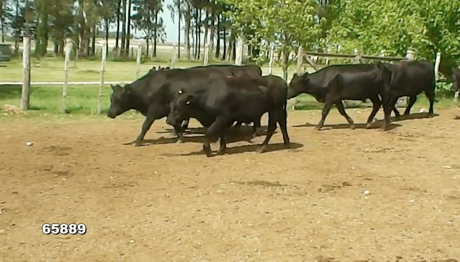 Lote (Vendido)78 Novillos 2 a 3 años 68RA 7RAxL 2RAxHer 1RAxSh a remate en 216˚ Remate Plaza Rural 405kg - , Flores