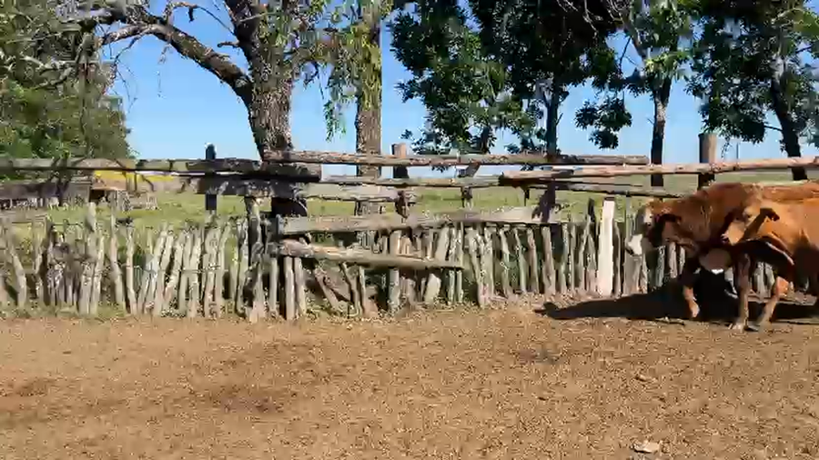 Lote 59 Novillitos