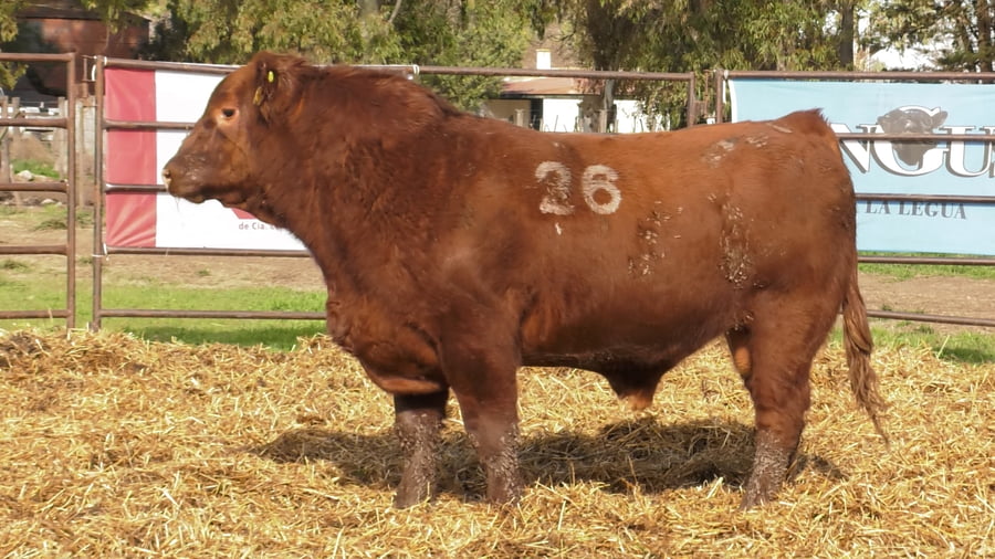 Lote TOROS ANGUS COLORADOS PC