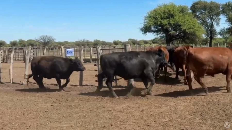 Lote 42 Novillos Consumo