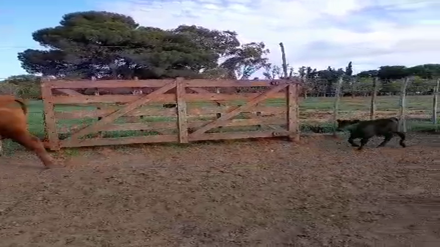 Lote 30 Vaquillonas con Cría en Villarino