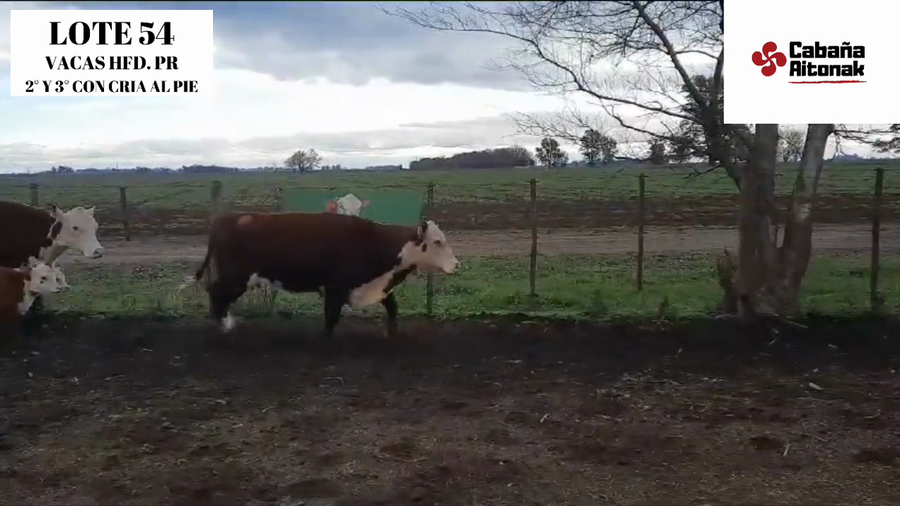Lote "CABAÑA AITONAK"  VACAS POLLED HEREFORD PURAS REGISTRADAS
