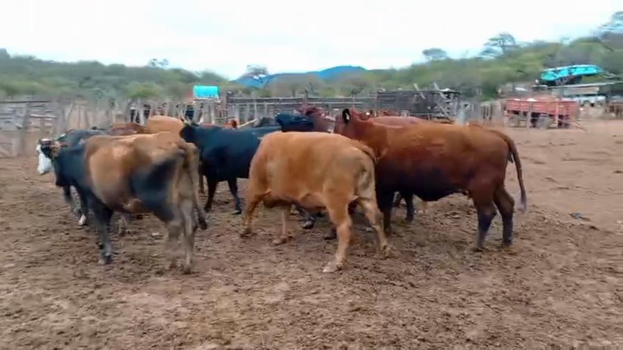 Lote 12 Vacas