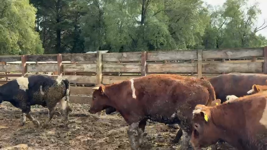 Lote 20 Novillo Gordo en Los Ángeles, VIII Región Biobío
