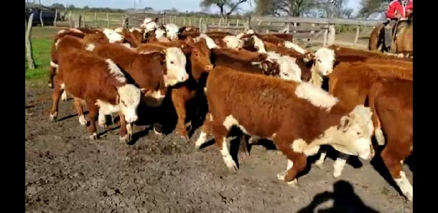 Lote 60 Terneros/as en Villaguay, Entre Ríos