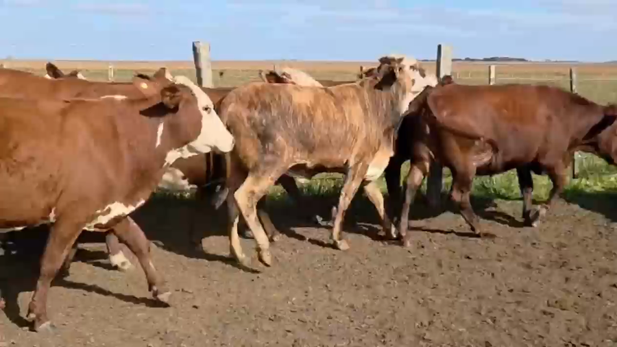 Lote 65 Vaquillonas preñadas