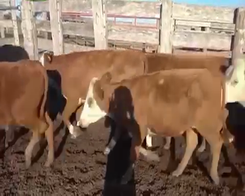 Lote 80 Terneros en Perugorría, Corrientes