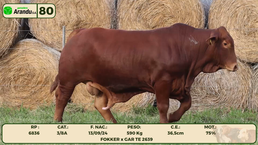 Lote LOTE 80