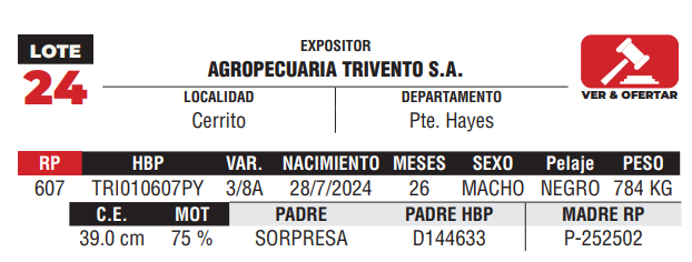 Lote LOTE 24 - DE CAMPO