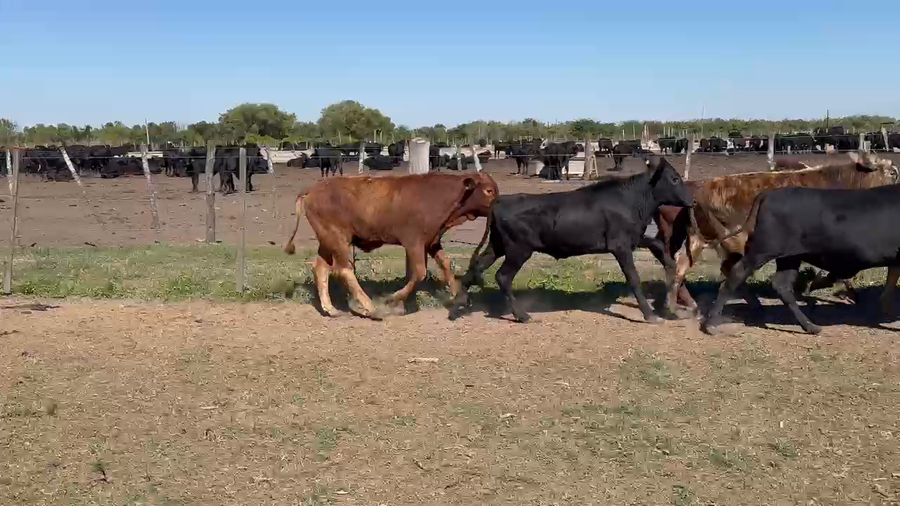 Lote 145 Terneros en Formosa, Clorinda