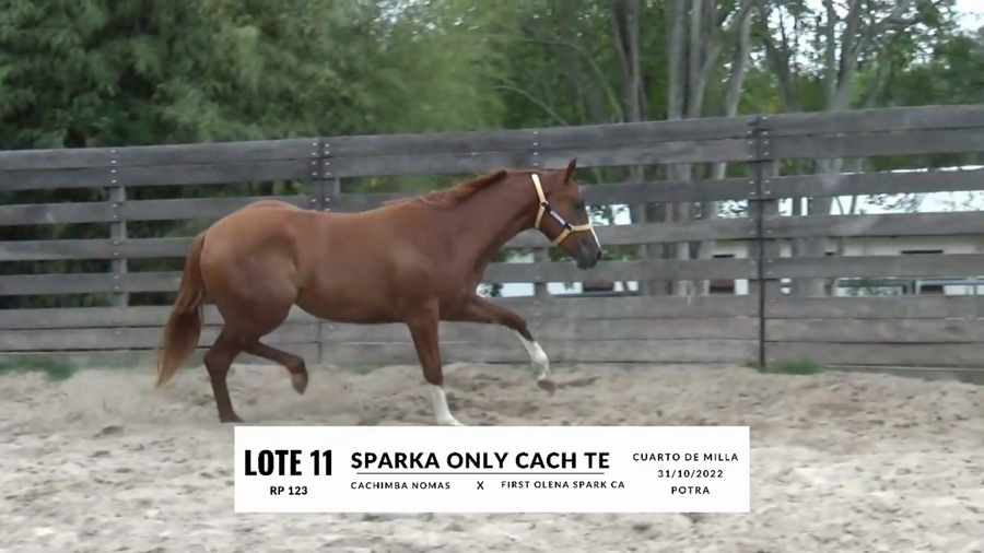 Lote SPARKA ONLY CACH TE