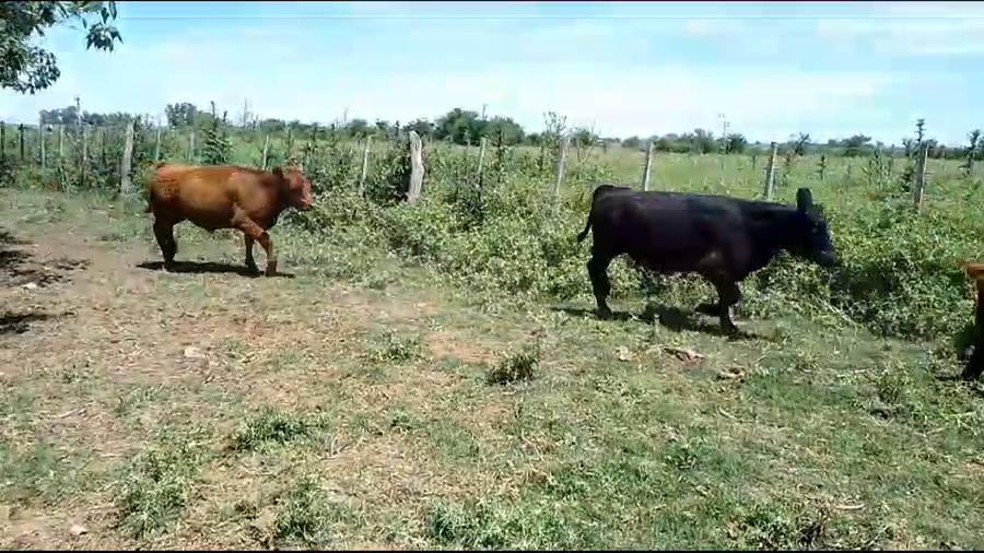 Lote 20 Terneros/as en Brandsen, Buenos Aires