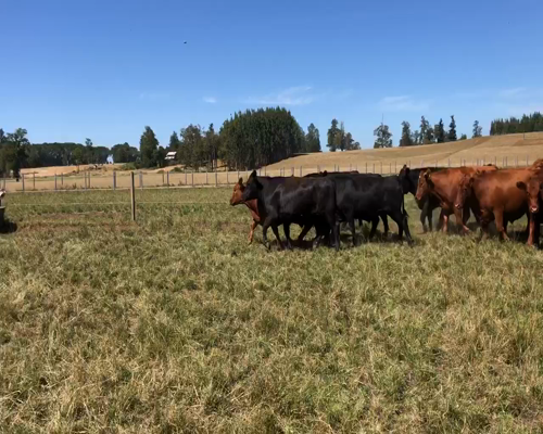Lote 45 Novillo Gordo en Purranque, X Región Los Lagos