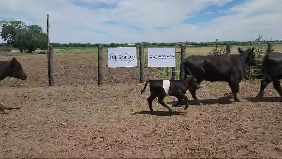 Lote 60 Vacas CUT paridas y vacias