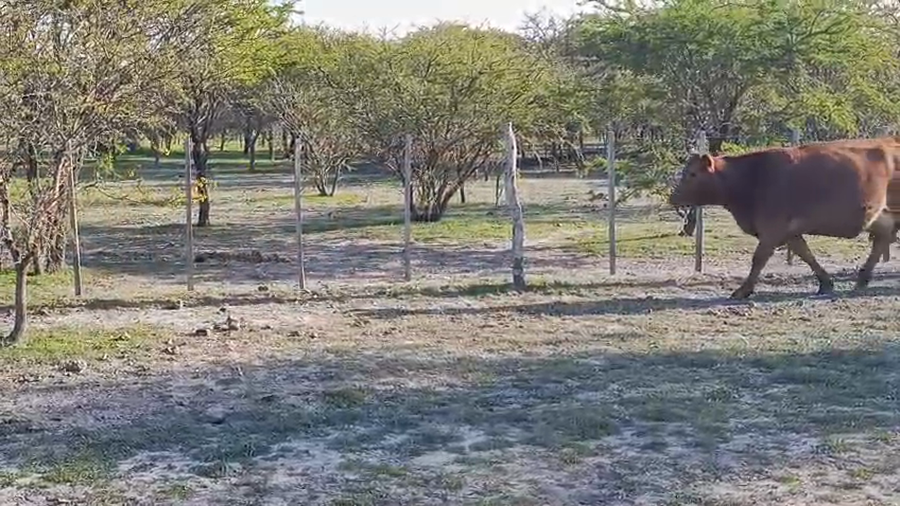 Lote 28 Vacas c/ garantia de preñez