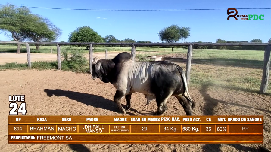 Lote TORO BRAHMAN - FREEMONT SA