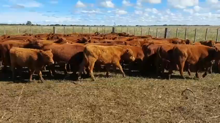 Lote 120 Terneros en Buenos Aires, Verónica