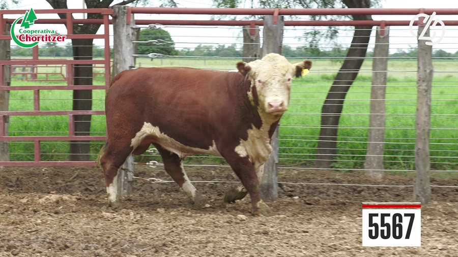 Lote Hereford