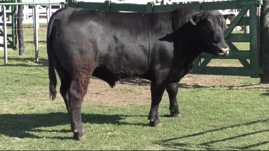 Lote Toro Aberdeen Angus Negro PC - RP82 - Cabaña Don Lorenzo