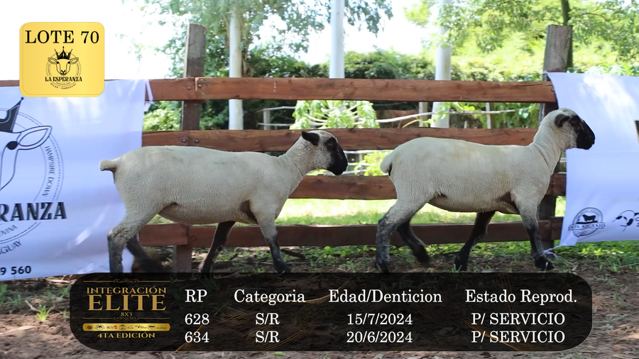 Lote LOTE 70