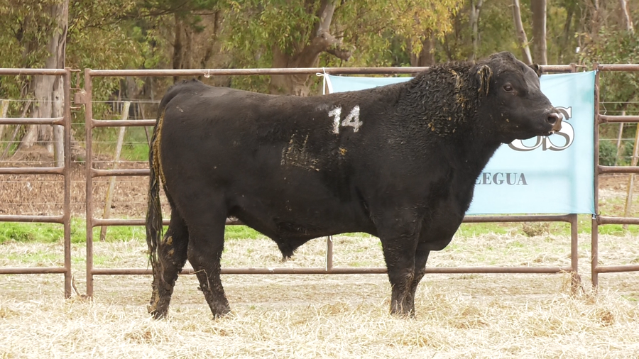 Lote TOROS ANGUS NEGROS  PC