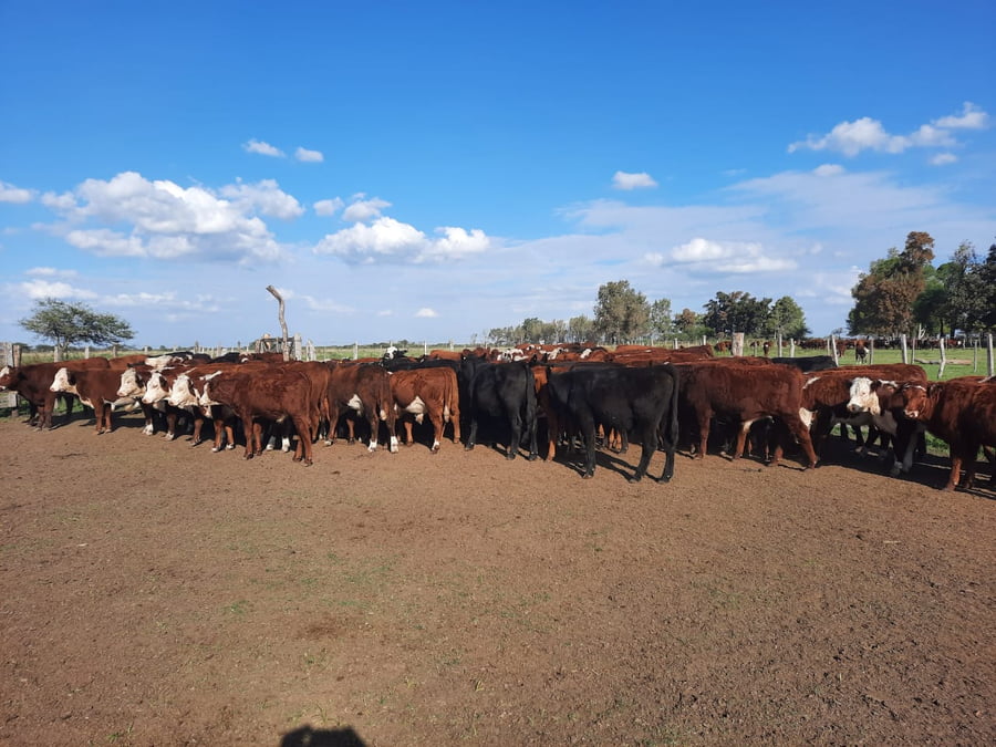 Lote SAENZ VALIENTE, BULLRICH Y Cia. S.A.