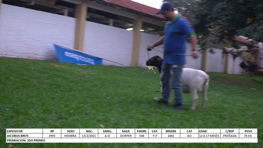 Lote Dorper Expo Internacional 2022 - Lote 18