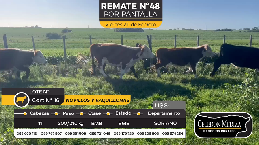 Lote 11 Novillos y vaquillonas 1 a 2 años en Agraciada, Colonia