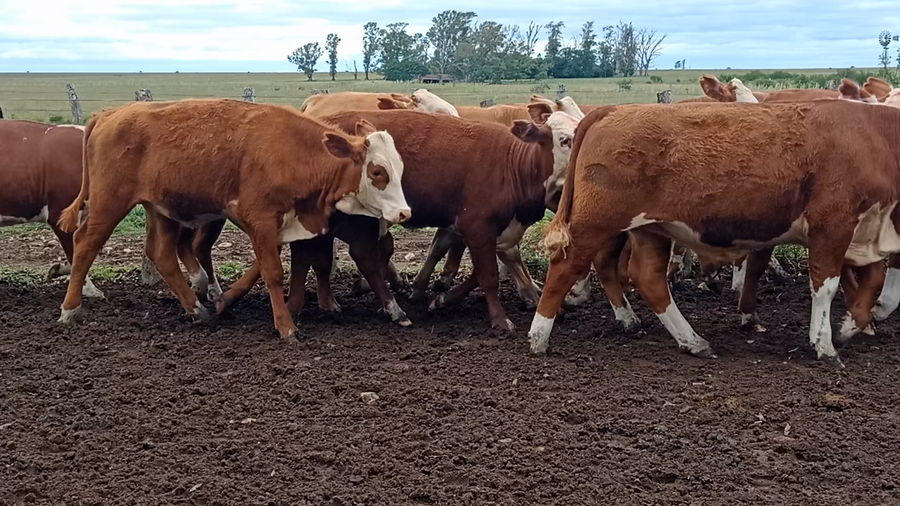 Lote 65 Terneros/as