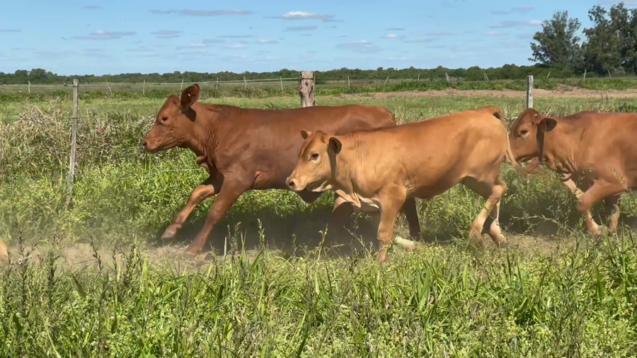 Lote 46 Vaquillonas en Corrientes, Goya