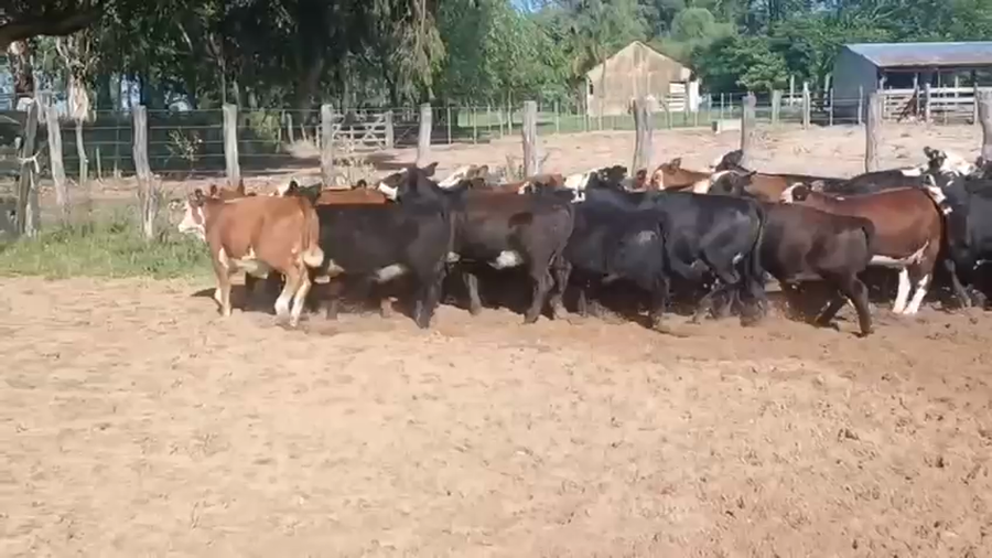 Lote 40 Terneros/as en Entre Ríos, Concordia