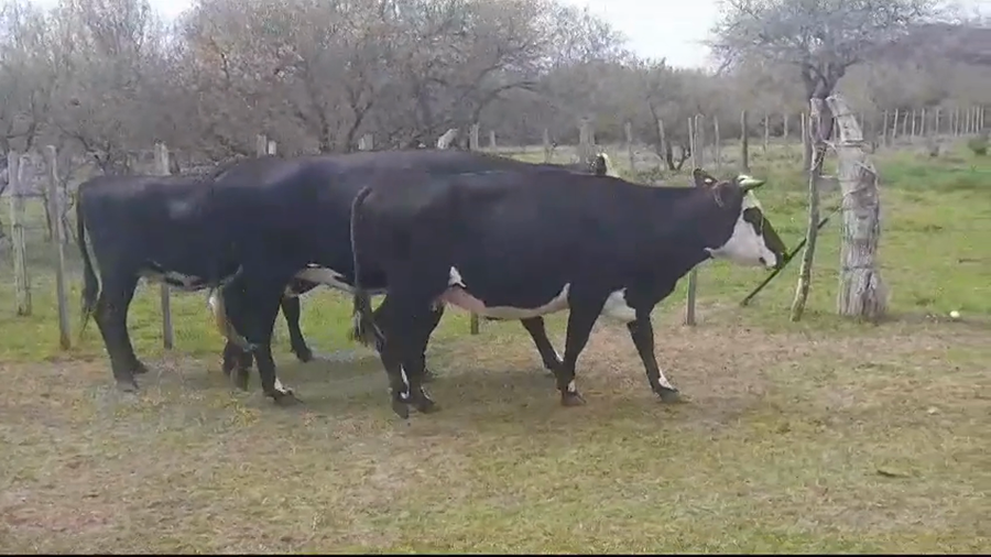 Lote (Vendido)3 Vaquillonas/Vacas Gordas a remate en #37 Pantalla Carmelo 450kg -  en POLANCOS