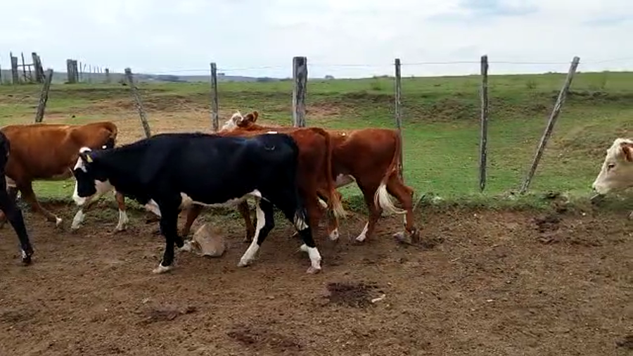 Lote 70 Vaquillonas 1 a 2 años en Tacuarembó