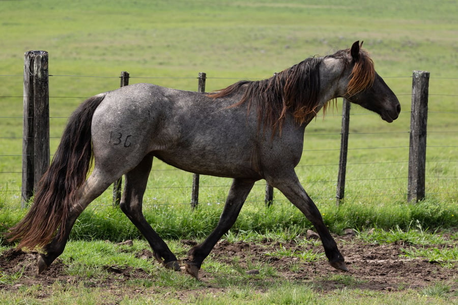 Lote SM ÑANDUBAY MALEANTE