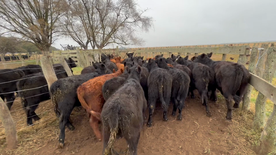 Lote 100 Terneras en La Pampa, Winifreda