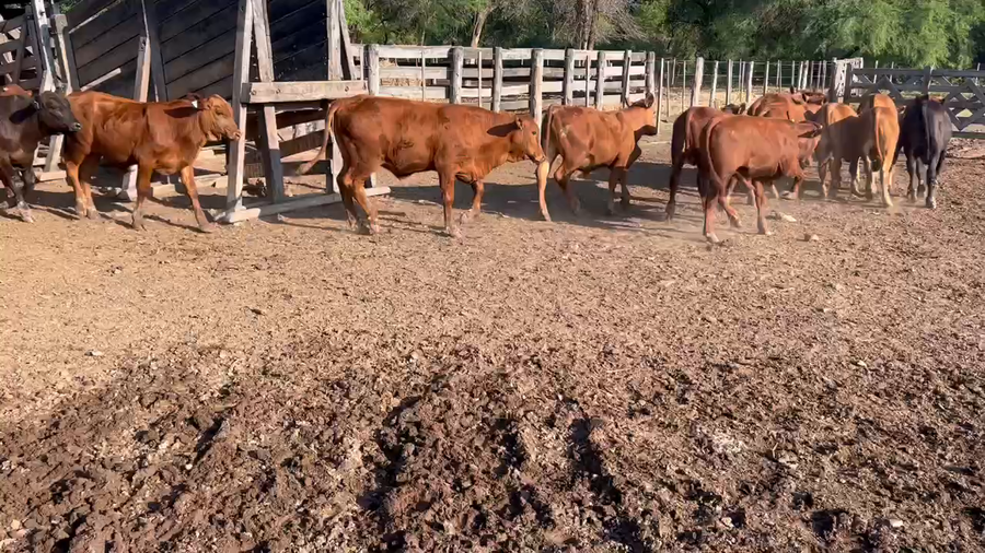 Lote 110 Terneros en Juan José Castelli, Chaco