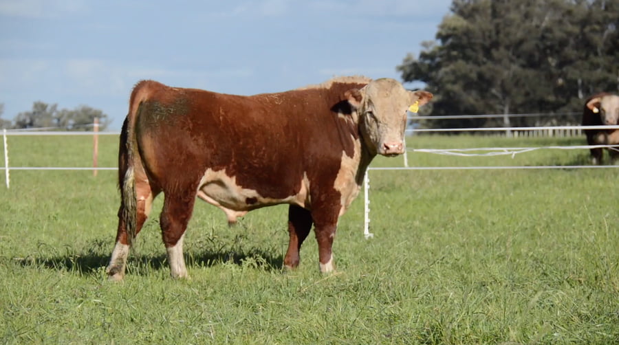 Lote POLLED HEREFORD