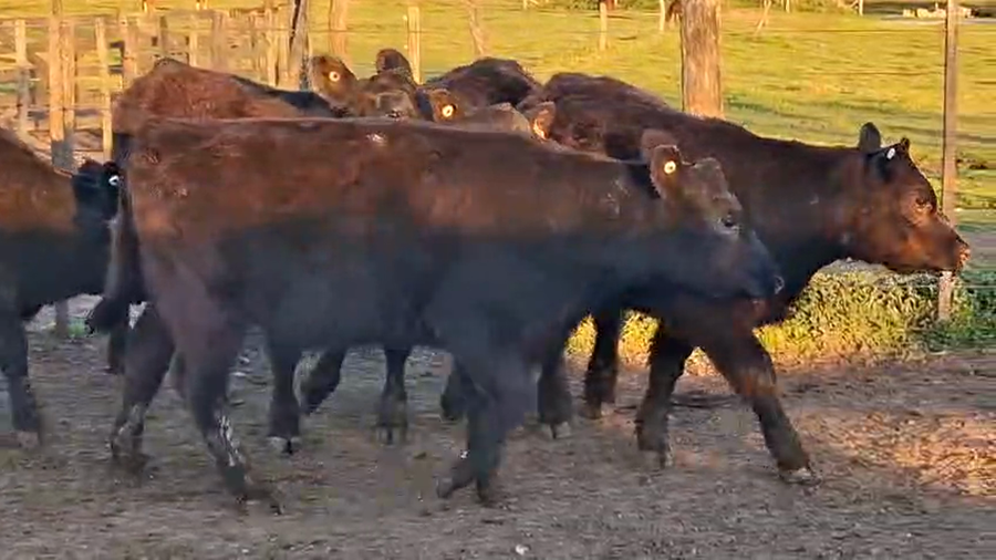 Lote TERNERAS ANGUS CABAÑA ZELDUAR