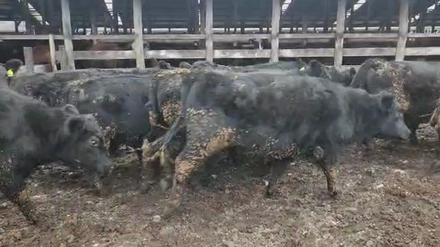 Lote 54 Novillo Engorda en Los Lagos, XIV Región Los Ríos