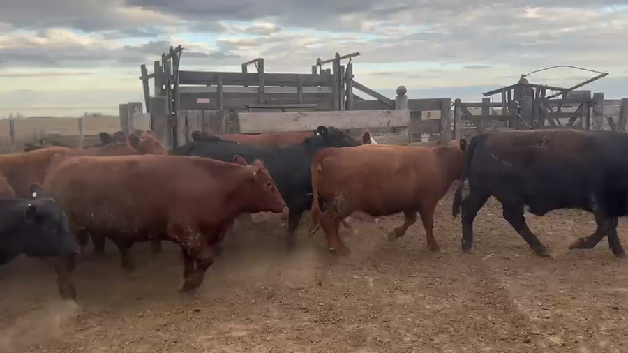 Lote 25 Faena en La Carlota, Córdoba