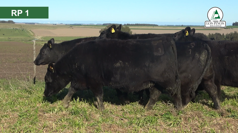 Lote 6 Vaquillonas preñadas ANGUS a remate en 40º Remate Anual - Cabaña Los Pinos en Balcarce