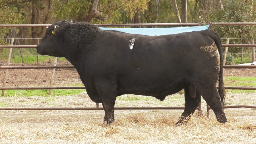 Lote TOROS ANGUS NEGROS  PC