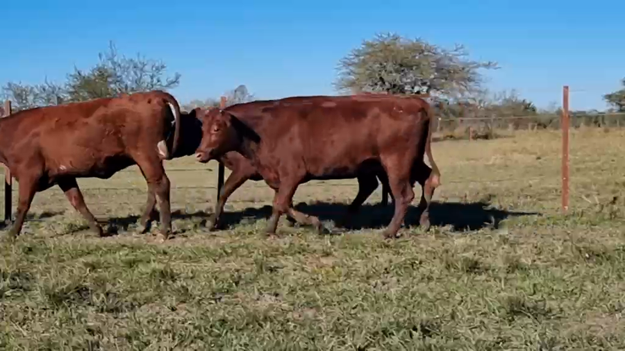 Lote 40 Vaquillonas preñadas en Corrientes, Curuzu Cuatia