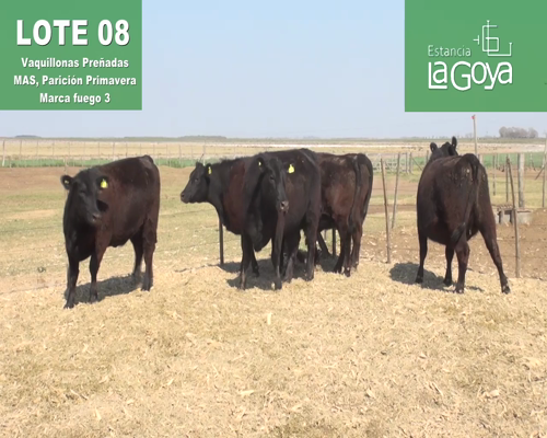 Lote VAQUILLONAS PREÑADAS MAS PARICIÓN PRIMAVERA