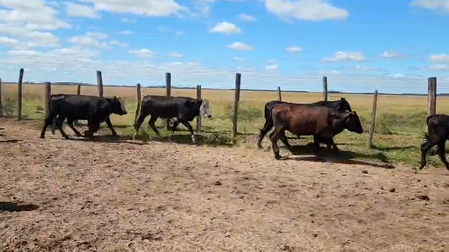 Lote 75 Novillitos